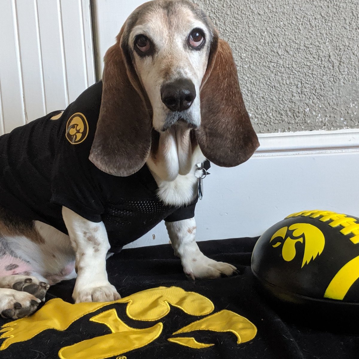 NHSOsseo's tweet photo. Sherlock is ready for Spirit Week! Send your Monday Sports Day pics to Ms. Egerman or Ms. Chandler so they can include them in the Schoology slideshow! #oshvirtualspirit  @OSHorioles @ChandlerKluver #iowafootball https://t.co/oOCdy2zcR2