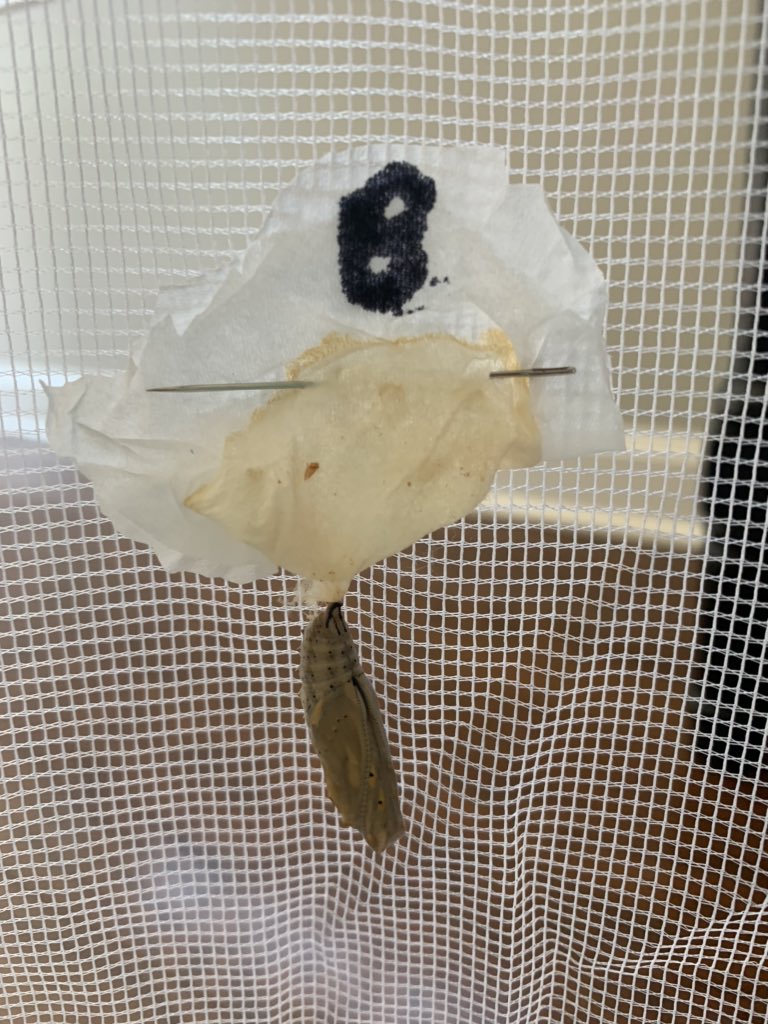 Breaking news! Bob is in a chrysalis! 🤗 how long until he emerges as a butterfly? #trinitylearns