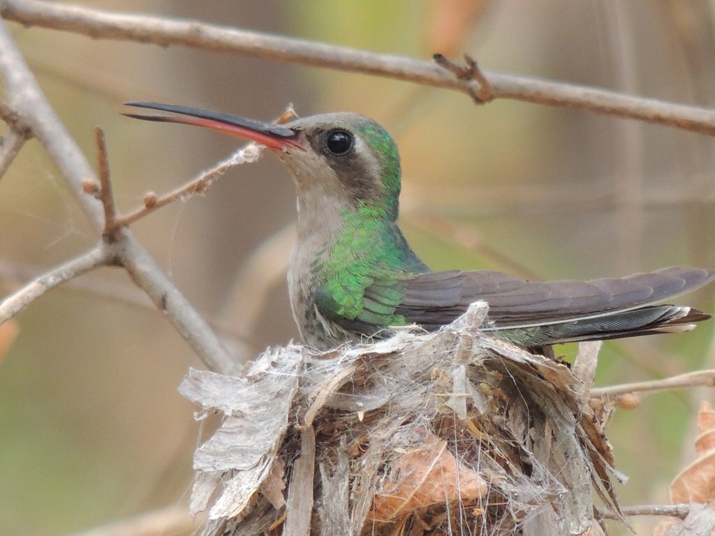 elplanetamx1's tweet photo. ❗️🔎 LO QUE NO SABÍAS🔎❗️
Las colibrís elaboran su nido, empollan los huevos y cuidan a sus crías solas. 
Para estas pequeñas animales es un desgaste energético enorme mantener calientes su huevos durante la noche sin morir. Un aplauso para estas madres. 
👏🏻
#naturaleza #colibrie https://t.co/kzKyNl82Tu