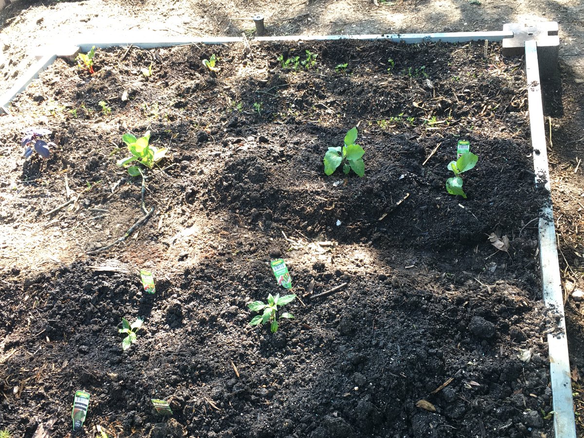 peppers and eggplant, more volunteer tomatoes