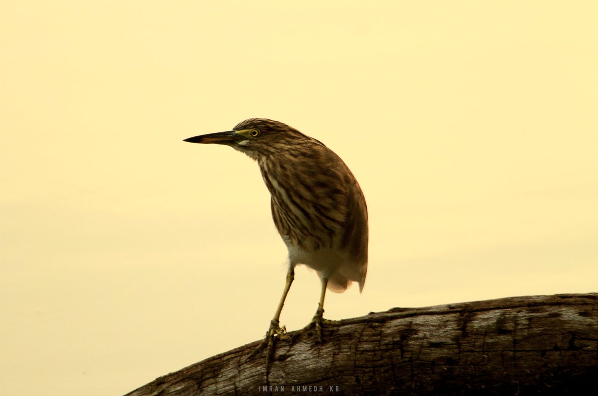 WildOrbOfficial's tweet photo. Paddy Bird / Indian Pond Heron

LOCATION: Vedanthankal Lake Bird Sanctuary
PHOTOGRAPHER: Imran Ahmedh KR
CAMERA: Canon EOS 7D
LENS: Canon 70-200 f4 with Hoya (2X) 300 Pro Tele Extender II

#wildlife #birdwatching #birdphotography #BirdsConnectOurWorld #Heron https://t.co/7FHd9WcVGo