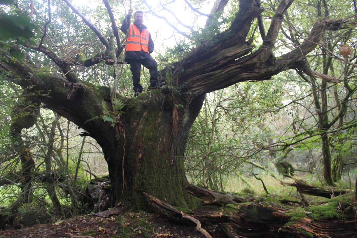  #museumsunlocked Some  #Castles' fab old woods in  #Scotland. First Caerlaverock Castle Wood studied for  @HistEnvScot-complex medieval enclosures round both castles engulfed by trees now but mosaic of woodbanks & fields from 13thC, wider enclosure, planting & management from c1600