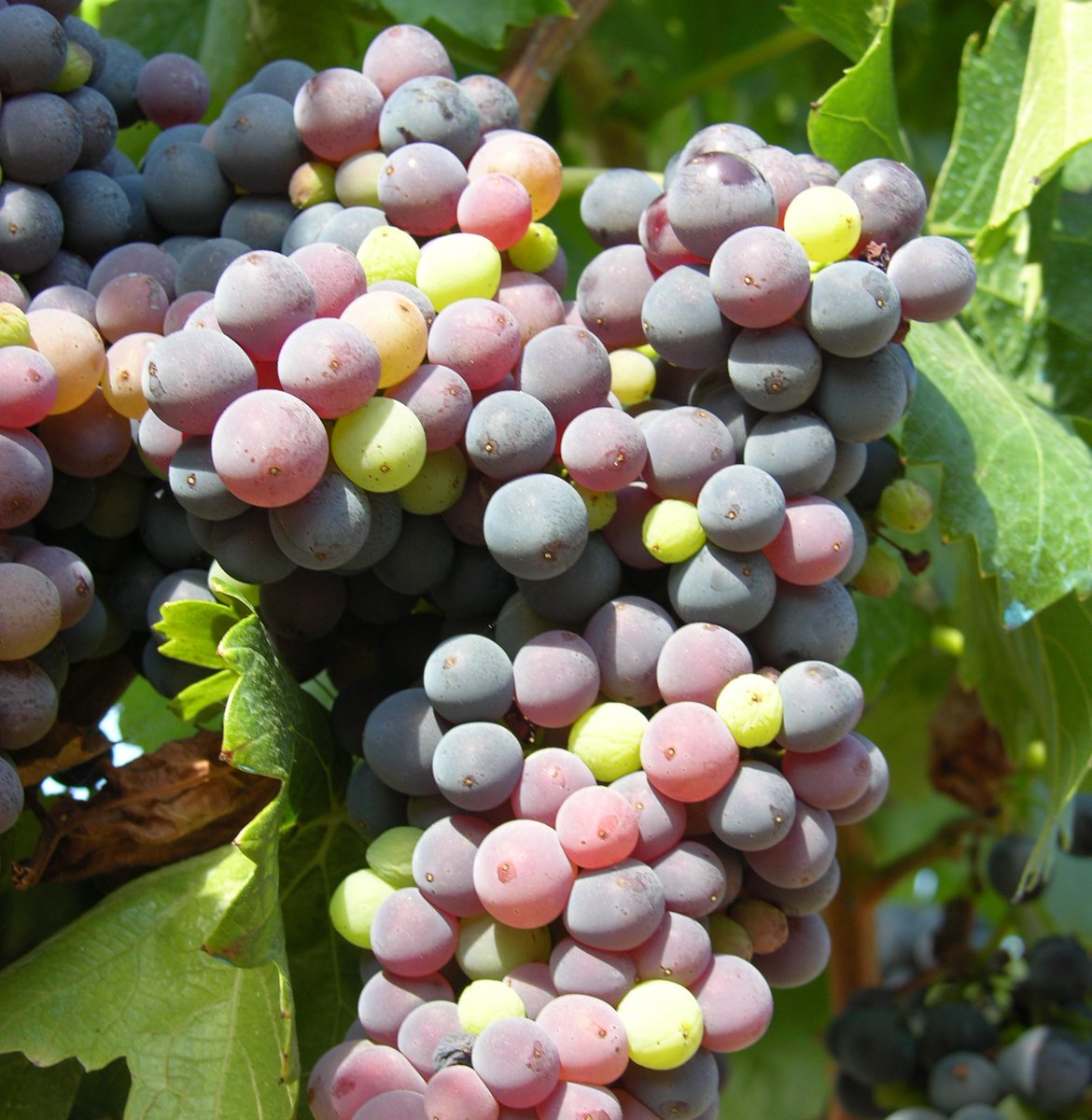 incavicat's tweet photo. 🍇 Picapoll, garnatxa, xarel·lo, sumoll o trepat són el nom d'algunes de les varietats pròpies de Catalunya, varietats que distingeixen la pròpia zona d’altres regions vitícoles. 
⁉️ I tu, quines varietats coneixes?

#vicatalà
#varietatsderaïm
#winelover https://t.co/VIg56wQmTo