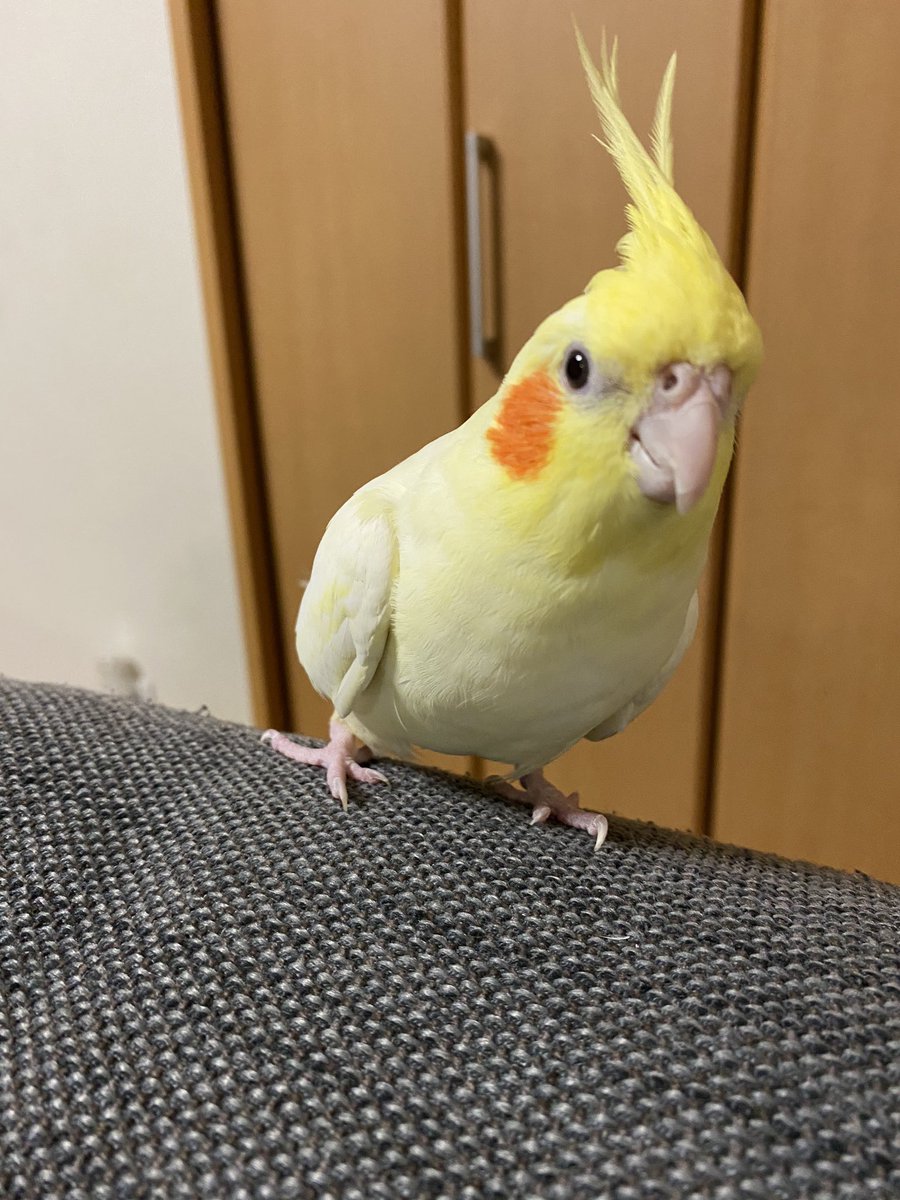 Zf7wC's tweet photo. ぐりちゃん、ずっと帰り待ってるよ😢いつでもいいから帰っておいで😸💖💖
#迷子 #インコ #埼玉県 https://t.co/EynhiptYAV
