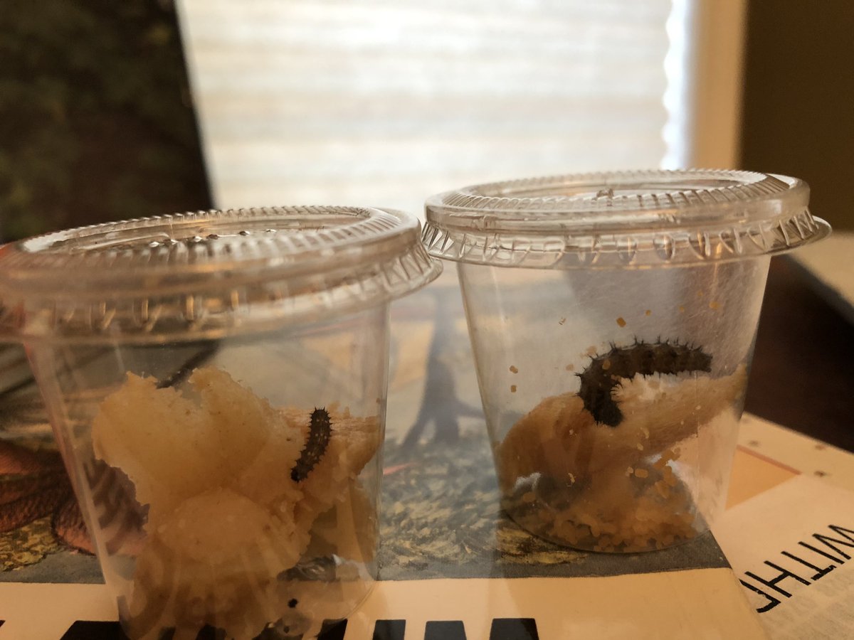 BnBKinders's tweet photo. I wonder why one caterpillar is so much bigger than the other?
#kinderwonders https://t.co/CQOMAuPtg0
