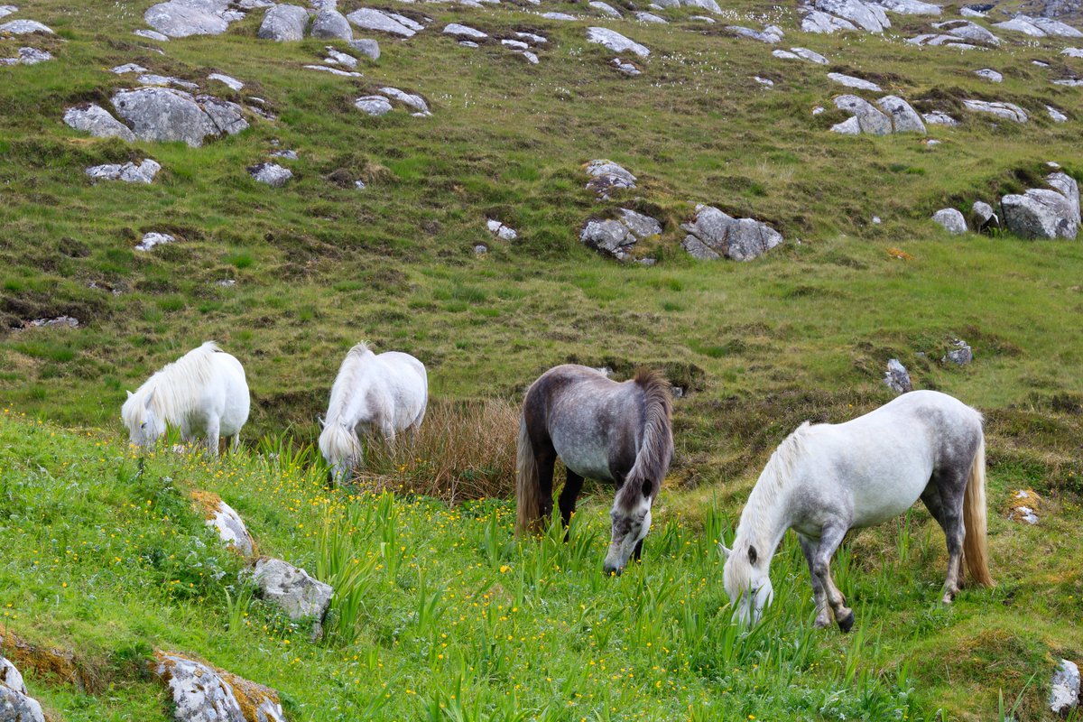 SmallholdersUK (find us on BlueSky) tweet media