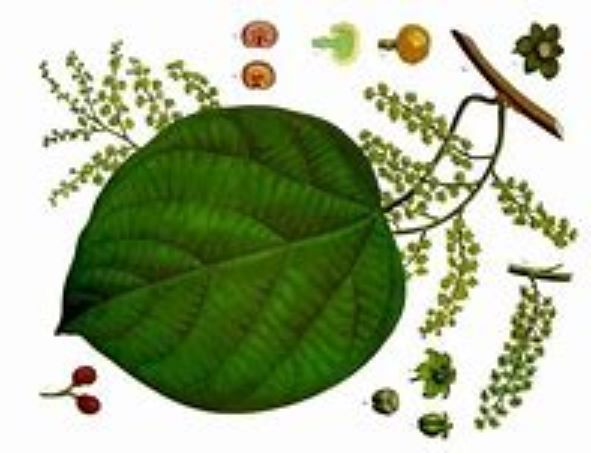 HomeopathyPlus's tweet photo. Remedy: Cocculus indicus.
Cocculus indicus (Cocc.) is a key remedy for motion sickness or complaints following lack of sleep, especially lack of sleep from caring for others - confusion, headaches, nausea, & more.
https://t.co/u46scOqJXy
https://t.co/oirxxmFY8f⠀
#cocculus https://t.co/W5NnwQ6DLB