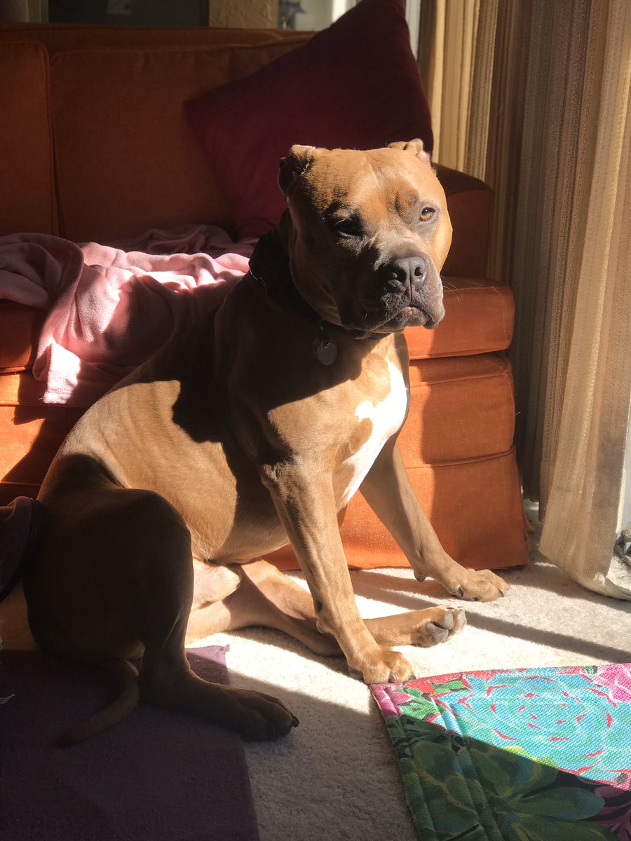 madohasko's tweet photo. I have a pup named bear too!!! https://t.co/J0Evk2RwCP