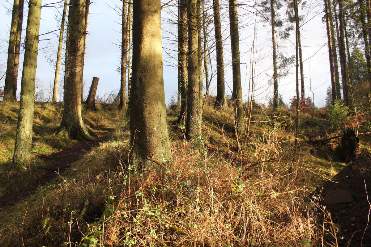 Another complex historic wooded landscape studied for  @HistEnvScot, this time Doune Castle -remnants of the medieval Wood of Doune survive mainly as earthworks, but tree planting & landscape works on estate continued well after Castle's occupation ended  #MuseumsUnlocked  #Castles