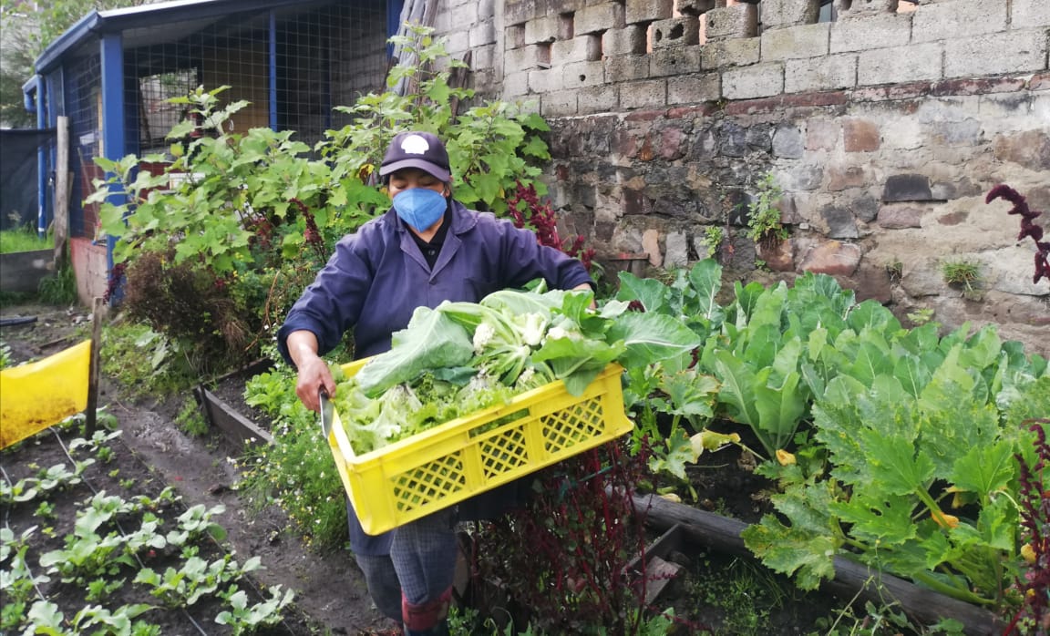 Dealing with the effects of the #COVID19 crisis on Quito’s food system requires both short-term and sustained, long-term action. Find out how <a href="/conquitouio/">ConQuito</a>’s urban and peri-urban gardens are contributing to the response: ruaf.org/news/how-quito…
#urbanagriculture