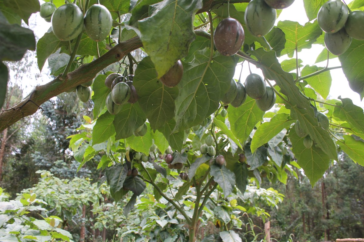 Huye_College's tweet photo. Here are prunes planted by our students. Prunes are a good source of potassium, an electrolyte that assists in a variety of vital bodily functions. It helps also with digestion, heart rhythm, nerve impulses, and muscle contractions, as well as blood pressure. @Rwanda_Edu https://t.co/enCw32kdOV