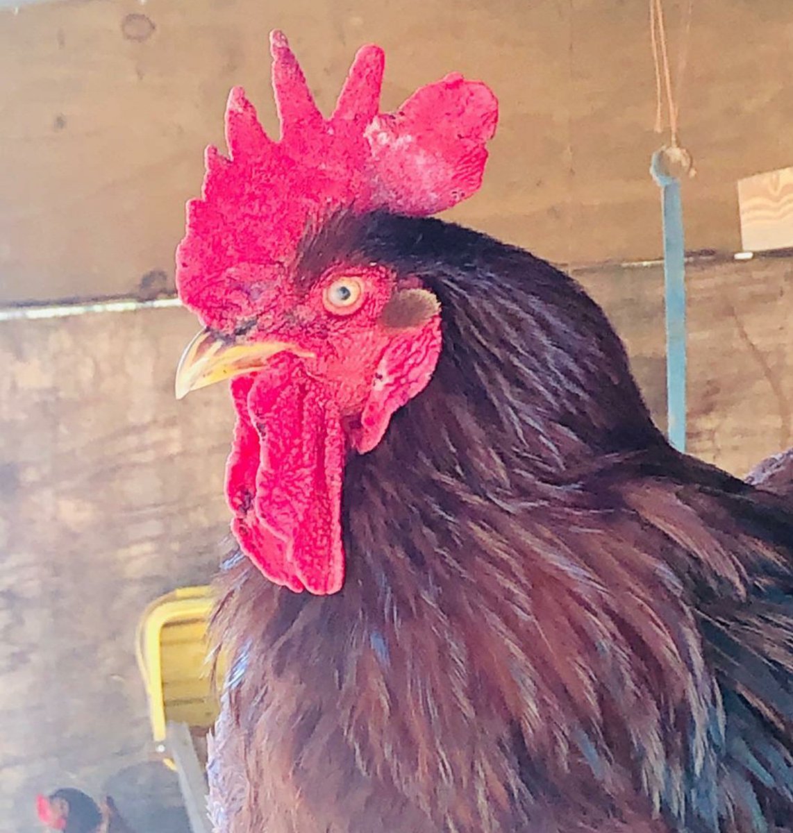 I have decided to post a picture of my big cock for everyone to see!!🙄😇