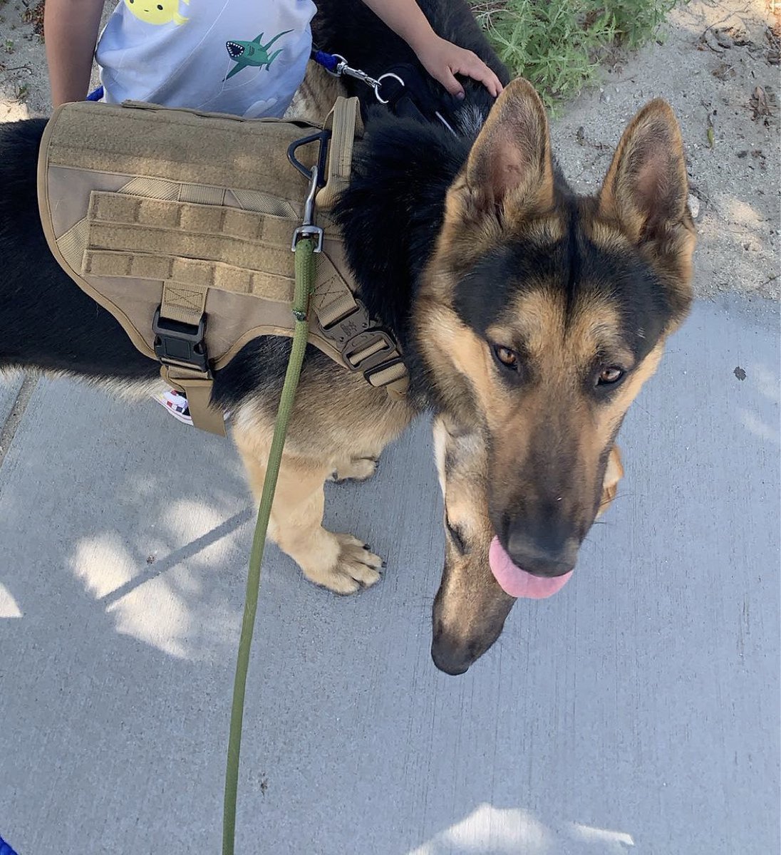 Jessickalovee's tweet photo. My 2 dogs got out last night and we can’t find them, they were around East Palmdale 35th and Ave Q they both had harness’ on they’re names are Kodak and Charlie if you see them please DM me 😭 If you all can please RT &amp; spread the word so we can bring them home💔 https://t.co/J8f6s5DIpN