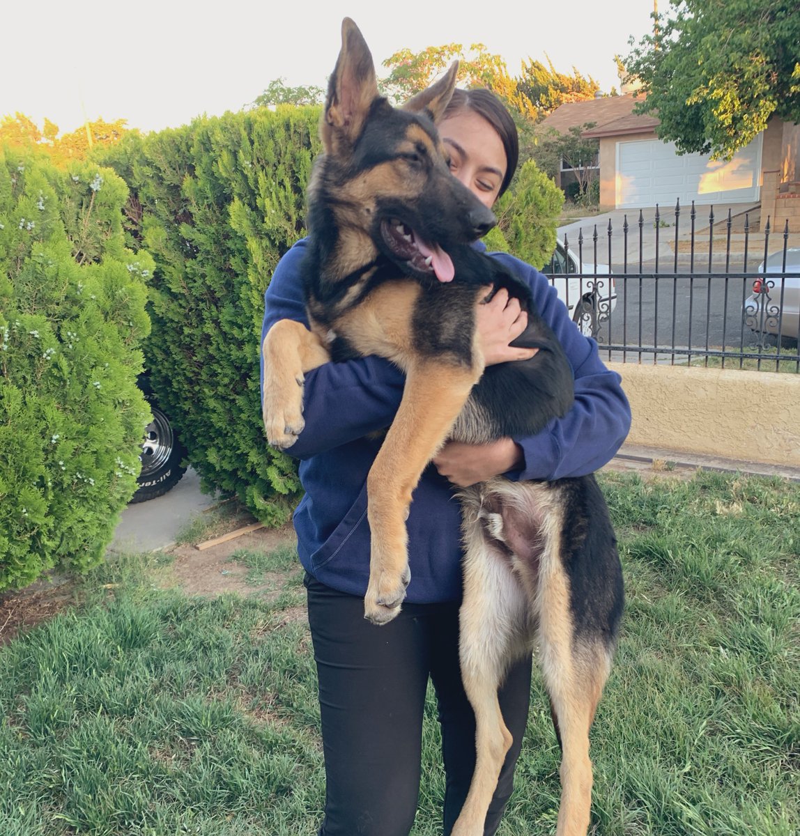 Jessickalovee's tweet photo. My 2 dogs got out last night and we can’t find them, they were around East Palmdale 35th and Ave Q they both had harness’ on they’re names are Kodak and Charlie if you see them please DM me 😭 If you all can please RT &amp; spread the word so we can bring them home💔 https://t.co/J8f6s5DIpN