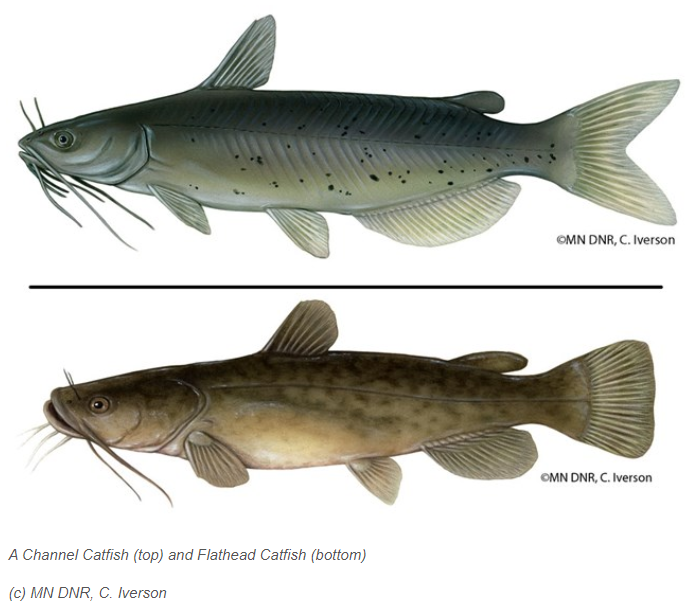 Jay Fitzsimmons on X: Flathead Catfish sometimes show up in SW Ontario  (native to U.S. side), but now there's evidence of reproduction. If you  survey fishes in the Lower Thames or area