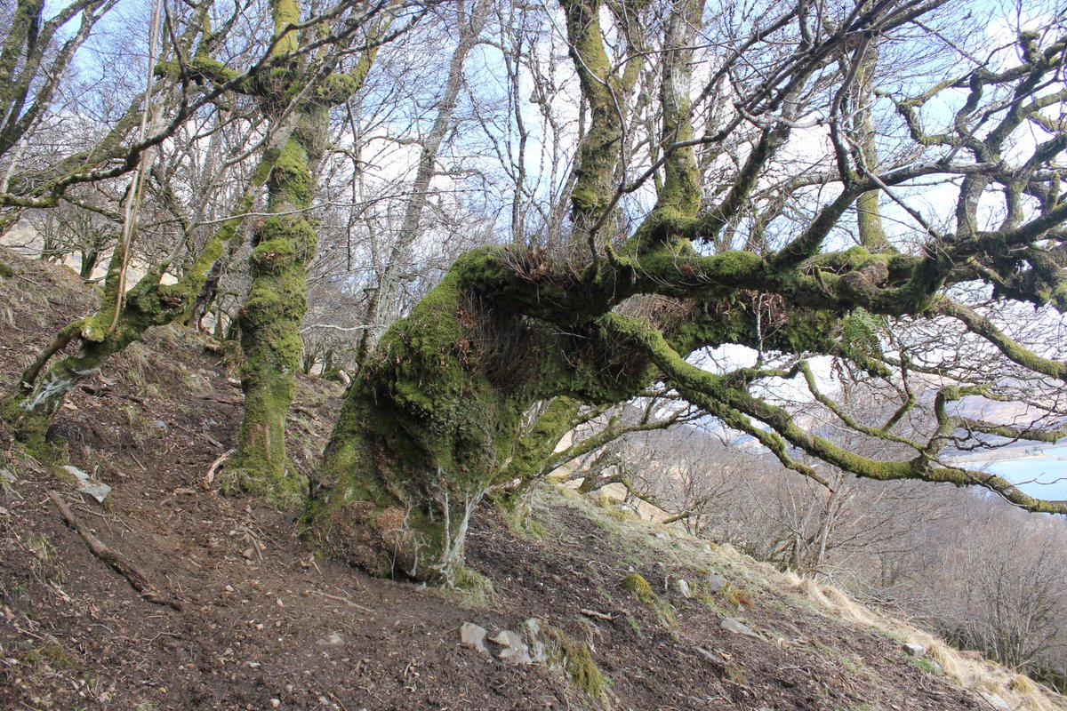 Kilchurn Castle's historic wooded landscape at Loch Awe has many facets  #MuseumsUnlocked  #Castles: part designed landscape in eg18thC beech plantations, part working woods in old oak coppices for charcoal & tanbark production, wood pastures, even discovered the earls' 17thC park!