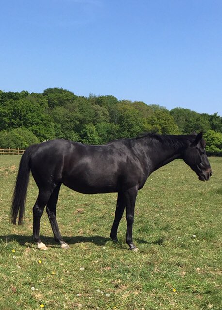 Faith enjoying the sunshine #HorseHour #Suffolk #Sanctuary #CareFarm #HelpingHorsesHelpingPeople 💕🐴