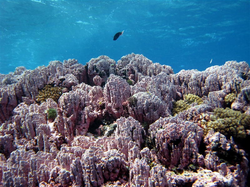 NOAACoral's tweet photo. Time for some Vitamin βSeaβ! Enjoy this view of stony #Corals in Rose Atoll in American Samoa. @sanctuaries #roseatoll https://t.co/OdVj0OuLuR