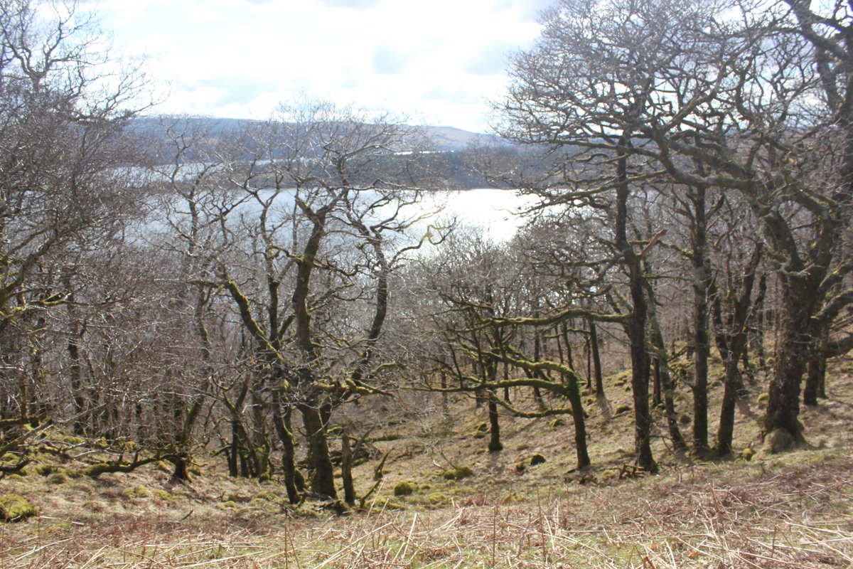 Kilchurn Castle's historic wooded landscape at Loch Awe has many facets  #MuseumsUnlocked  #Castles: part designed landscape in eg18thC beech plantations, part working woods in old oak coppices for charcoal & tanbark production, wood pastures, even discovered the earls' 17thC park!