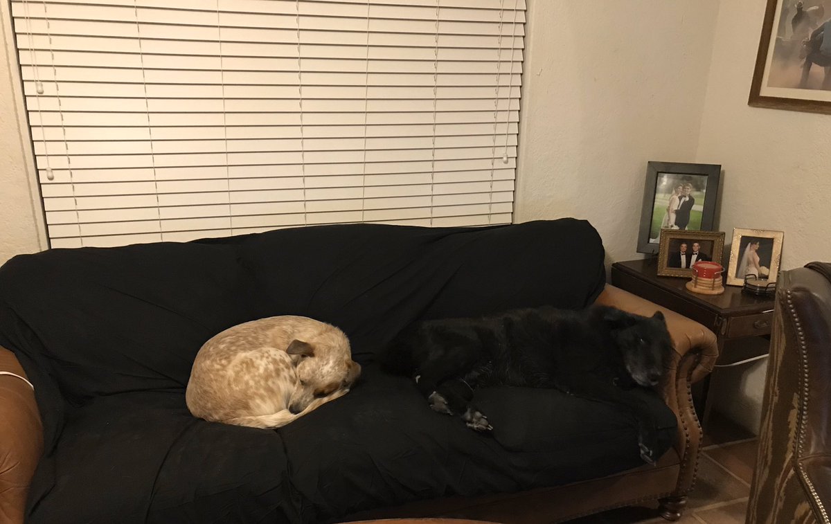 karenmbarnes's tweet photo. I got a new cover for the sofa. Sadie likes it but now I can’t find Finn. #disguiselevelninja #invisibledog https://t.co/Cp7ZkDjTHI