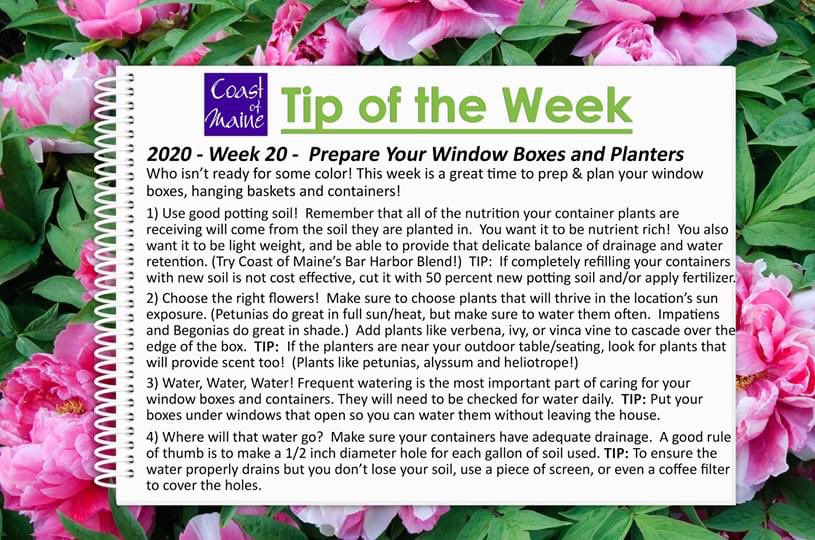 coastofmaineorg's tweet photo. Tip of the Week from CoM: Prepare your window boxes, pick the right flowers, and punch up that curb appeal!:  #PlantingPrep #PrepareforPlanting #SpringWindowBox #Curbappeal #Windowboxgarden #WindowBoxGoals #WindowboxBeauty #SpringFlowers #BarHarborBlend #GardeningTipOfTheWeek https://t.co/EKASCj007b