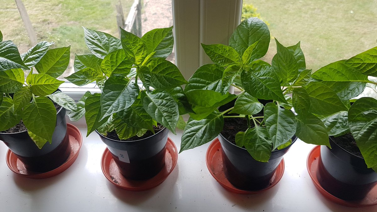 chilligrowing's tweet photo. #gyo #growyourown #chilli #chili #chile #growing #grow #peppers #hotpeppers #lovegrowing #lovechilli #garden #plants #chilliplants https://t.co/nOj8eGfEjo