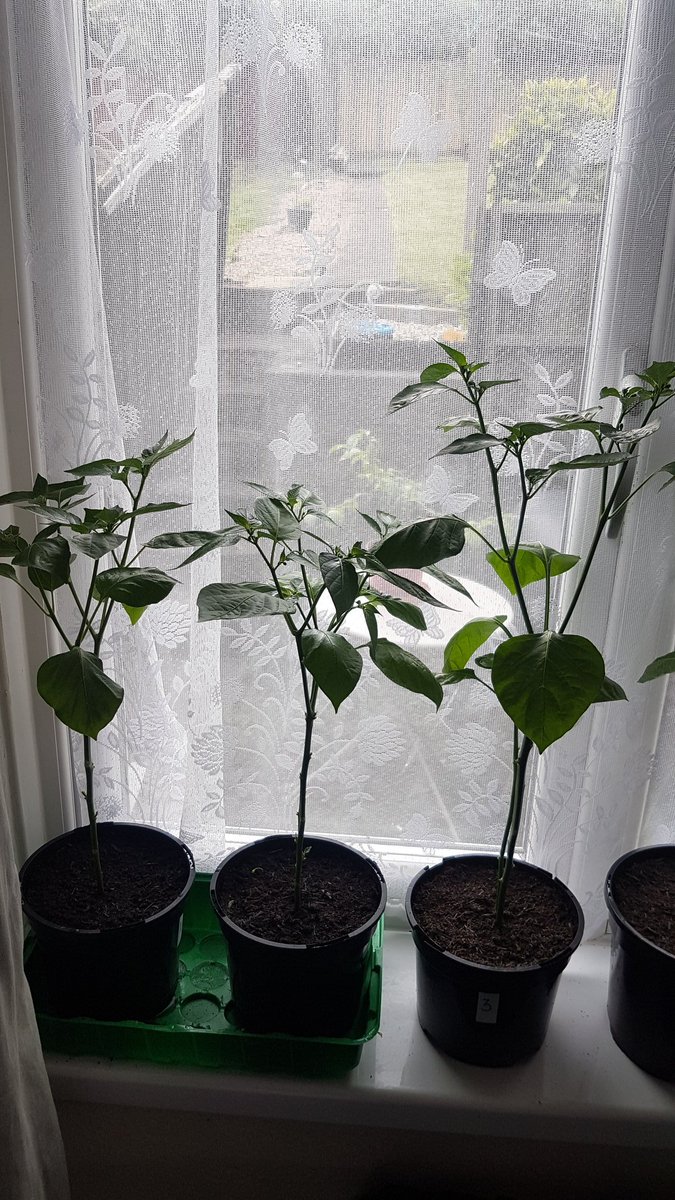 chilligrowing's tweet photo. #gyo #growyourown #chilli #chili #chile #growing #grow #peppers #hotpeppers #lovegrowing #lovechilli #garden #plants #chilliplants https://t.co/XOK1ugJZ5T