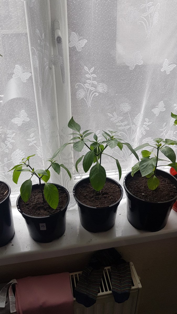 chilligrowing's tweet photo. #gyo #growyourown #chilli #chili #chile #growing #grow #peppers #hotpeppers #lovegrowing #lovechilli #garden #plants #chilliplants https://t.co/XOK1ugJZ5T