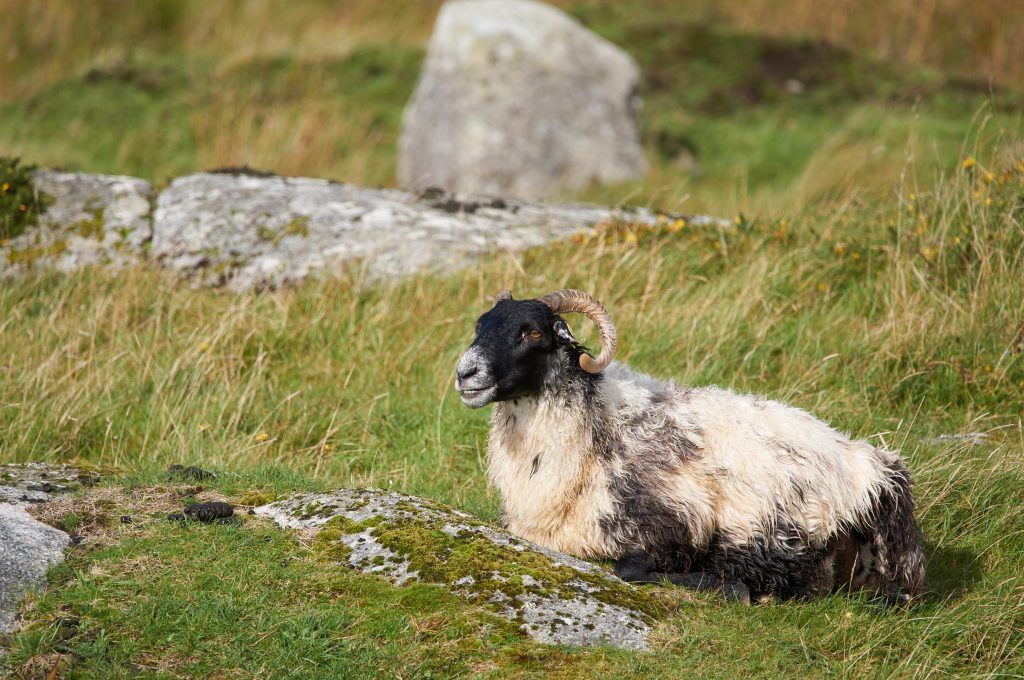 Located on the western tip of the Beara Peninsula lies Dursey Island. This tiny yet stunning island is connected to the mainland by Ireland’s only cable car😃 Check out where else you should stop on your trip along the #WildAtlanticWay 👉 buff.ly/3a3zWwz