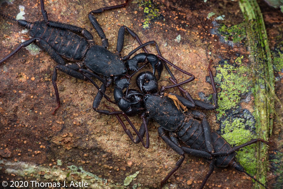 ...maybe think of it this way: Since insects, spiders, and other arthropods comprise over 80% of the animal species on Earth, being grossed out by them literally means saying "that's disgusting" to nearly everything that shares our planet.Look, I'm not saying--