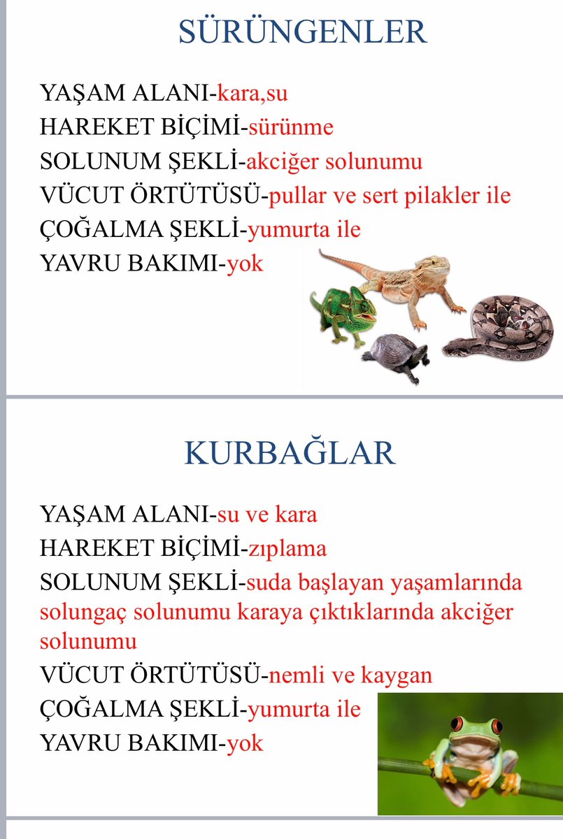 SelenDizdaroglu's tweet photo. Fen proje # Omurgalı Hayvanlar 🐟🐙🐸🐴# Doğam evimde 🐝🐝
@serozeren @AliRizaLule @mehmetkaracaitu @polatcenker @nurhansutlass @SerkanDemirDoga @eg_eylem @mftufekci @camlicadogaorta https://t.co/3Eb8cadjTm