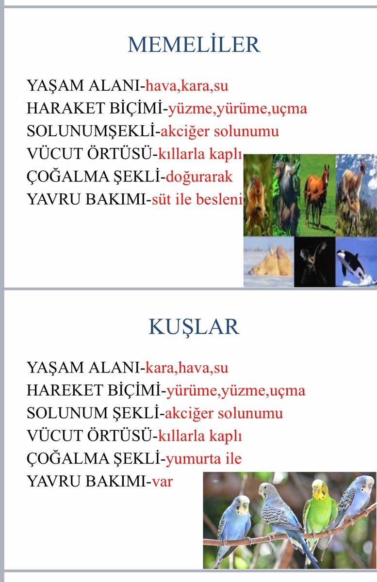 SelenDizdaroglu's tweet photo. Fen proje # Omurgalı Hayvanlar 🐟🐙🐸🐴# Doğam evimde 🐝🐝
@serozeren @AliRizaLule @mehmetkaracaitu @polatcenker @nurhansutlass @SerkanDemirDoga @eg_eylem @mftufekci @camlicadogaorta https://t.co/3Eb8cadjTm