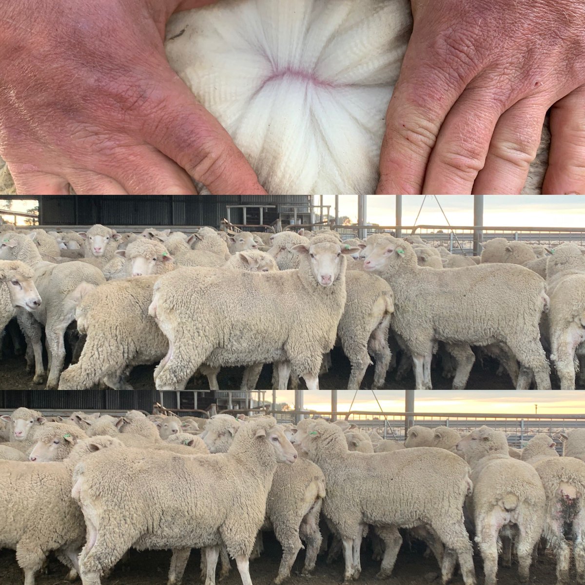 On AP today Lot 220 Acc “Warrambeen” 116 Highlander/Merino X Ewe Lms 52.4Kg &amp; 23.7 Mic ideal future breeders by High Indexing Sires #highlander #primera #highlanderplus #maternalefficiency #asbvs #probreed <a href="/murnongfarming/">Martin Clark</a> <a href="/neXtgenAgri/">neXtgen Agri Ltd</a>