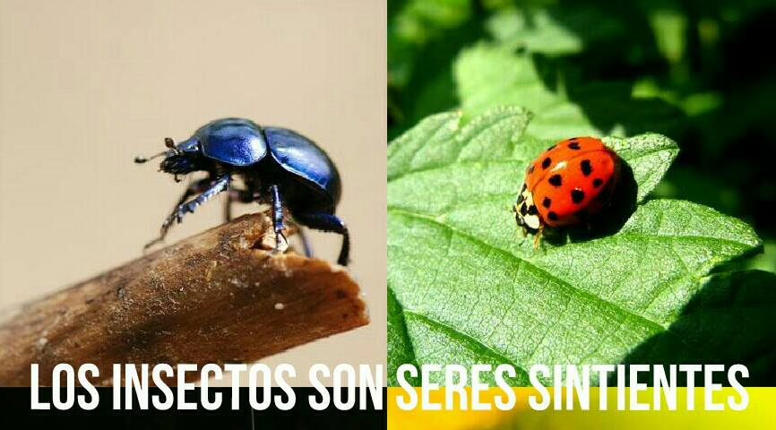 FilosofiaVegana's tweet photo. https://t.co/Ux3bMojx6M