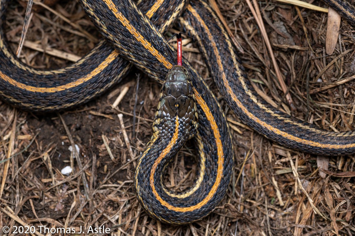 That's disgusting: a thread. People who follow my  #Eddiethetortoise tweets know that I also love other reptiles, insects, spiders... every critter. But I know not all people share my enthusiasms; some folks cannot abide things that slither or scuttle. (Some even get freaked out--