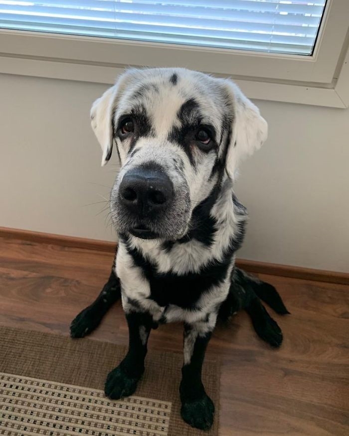 Blaze, the vitiligo labrador