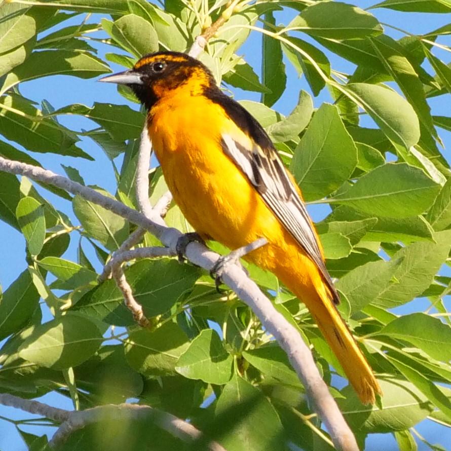 RedRockAudubon's tweet photo. Exciting find in a #lasvegas neighborhood of a hybrid #bullocksoriole & #baltimoreoriole !!! #orioles #birdsofvegas #birdsofnevada #springmigration2020 #redrockaudubon #audubon #audubonsociety
Thanks to David Bradford for sharing his photos with us! https://t.co/WWh1ZybH0f
