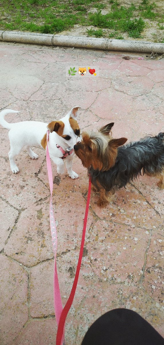 tenía muchísimas ganas de salir y dar un paseito con estos bebotes🤩
(gracias a la lluvia por hacer que esté un poco mejor de la alergia)