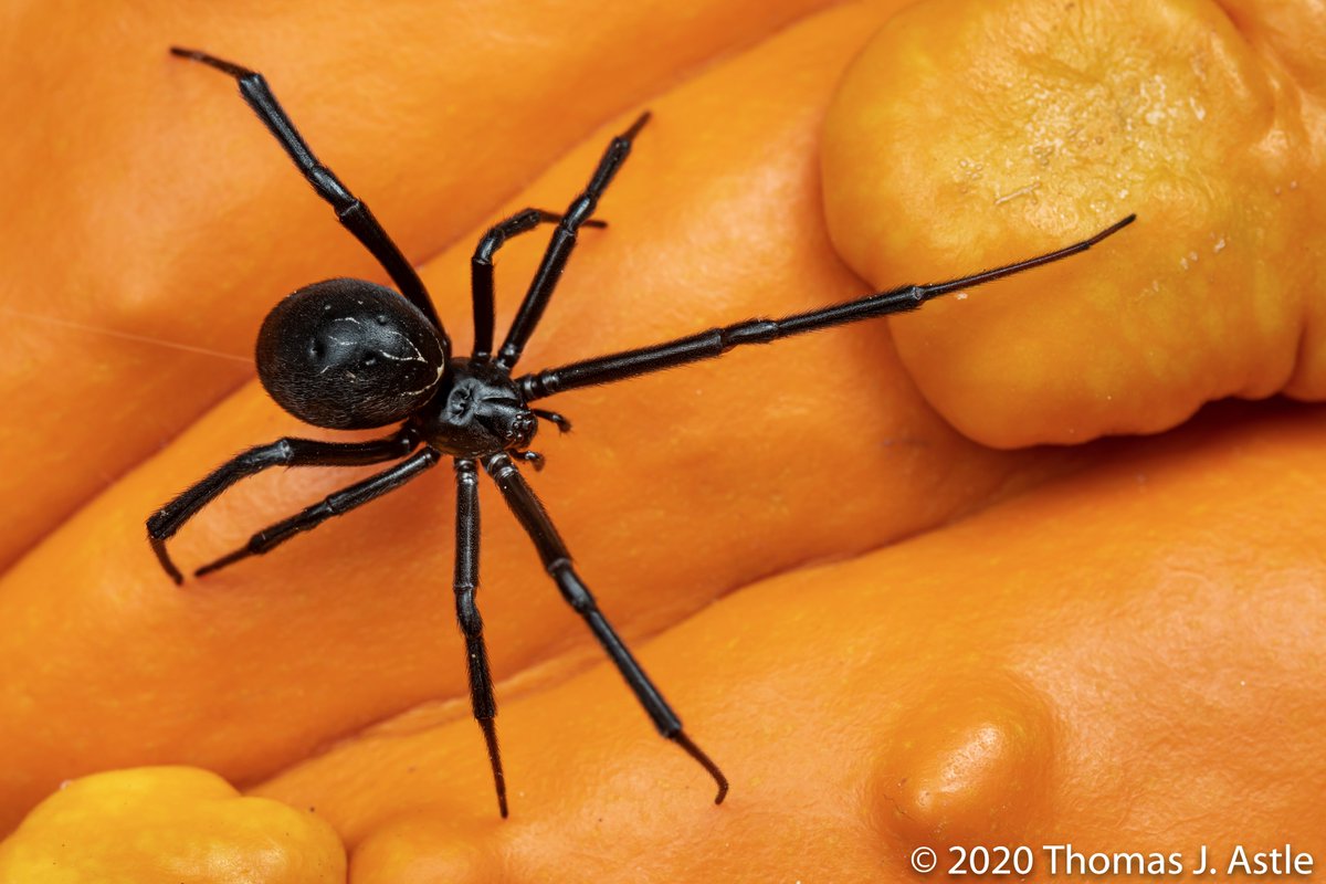 --have Black Widows (most of N. America) or Brown Recluses (only in the South/S.East - so no, my pal in Montana, you don't have them, no matter what your friend swears) inside your home or around where your children play, you may need pest control help. But literally no snake--