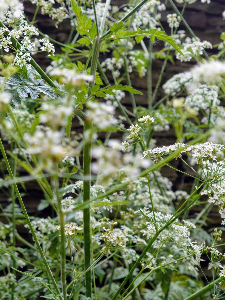 drkcarrutherst's tweet photo. If you go down to the woods tomorrow ... you'll see a lot of #cowparsley #morelockdown #dailyexercise https://t.co/XOBB4e8Bud