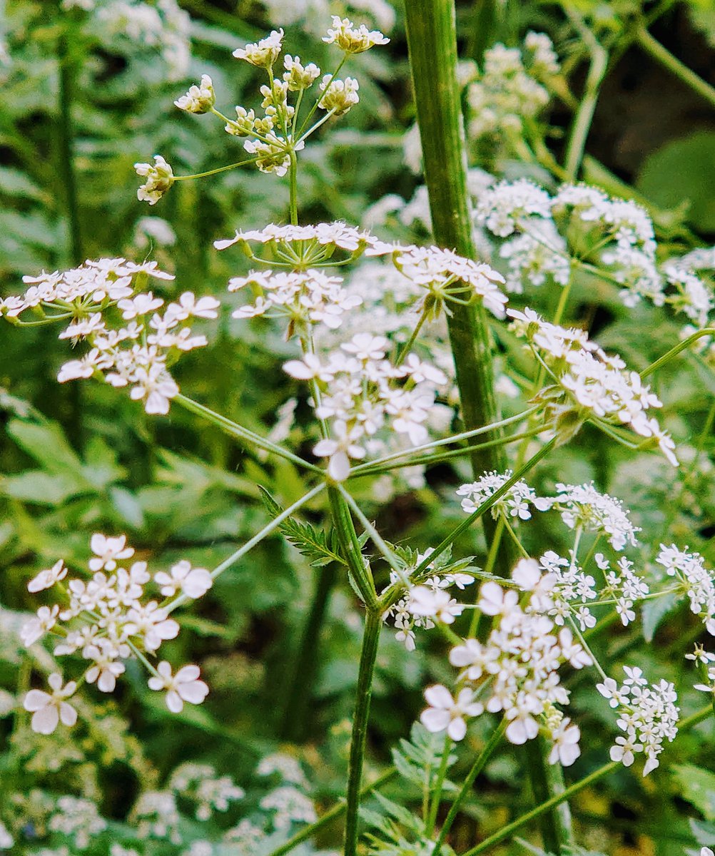 drkcarrutherst's tweet photo. If you go down to the woods tomorrow ... you'll see a lot of #cowparsley #morelockdown #dailyexercise https://t.co/XOBB4e8Bud
