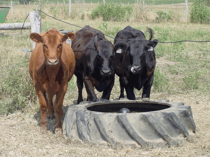 KStateKCARE's tweet photo. We hope to see many #ExtensionAgents at tomorrow's installment of our virtual training series focused on the Water Quality Impacts of Livestock Operations.
Our #KCARE experts will be discussing livestock watering systems!
https://t.co/o0vkcHnWiC
@hydr0prof @KStateRschExtn https://t.co/KrEMYu20q3