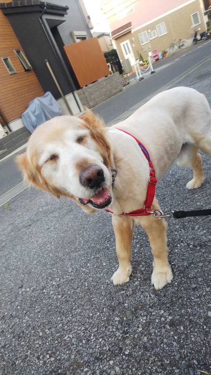大型犬カフェ柏市