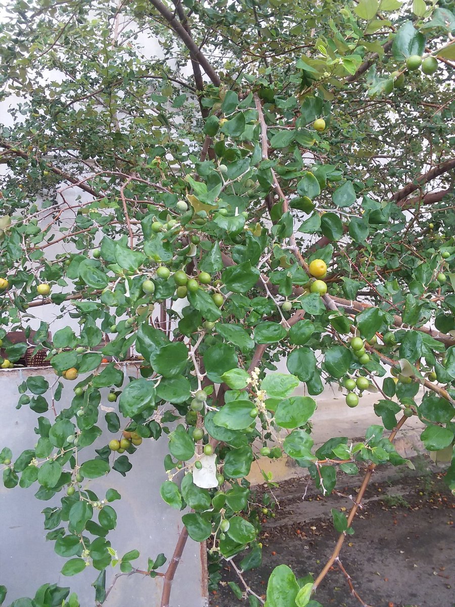 EmbajadorDelRon's tweet photo. Aquí pueden ver el árbol frutal #ponsigue estos árboles están dentro de las instalaciones de Licorería La Florida en Cumaná con esto se elabora el Licor de Ponsigue 🇻🇪🥃 https://t.co/BSgagZQ75F
