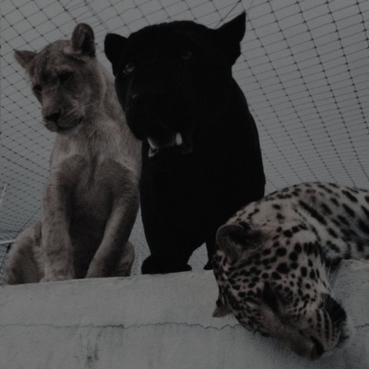 ━━━━━━━        ❪𓄇 ❫        ━━━━━━━

ㅤㅤㅤ Encontrarás en ellos un
    𝗰𝗼𝗺𝗽𝗮𝗻̃𝗲𝗿𝗼, y pronto se sentirán
       como 𝗵𝗲𝗿𝗺𝗮𝗻𝗼𝘀; pero juntos
ㅤㅤㅤㅤㅤserán una 𝘁𝗿𝗶𝗯𝘂.

   ━━━━━━━ 𝐊𝐀𝐓𝐒𝐓𝐀𝐌 ━━━━━━━