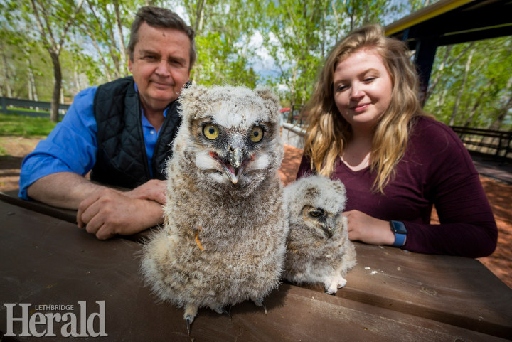 Birds of Prey Centre facing large financial shortfall, hoping for possible limited opening later in summer - @TimKalHerald reports lethbridgeherald.com/news/lethbridg… #yql #Coaldale #COVID19 <a href="/AbBirdsOfPrey/">AB Birds of Prey</a>