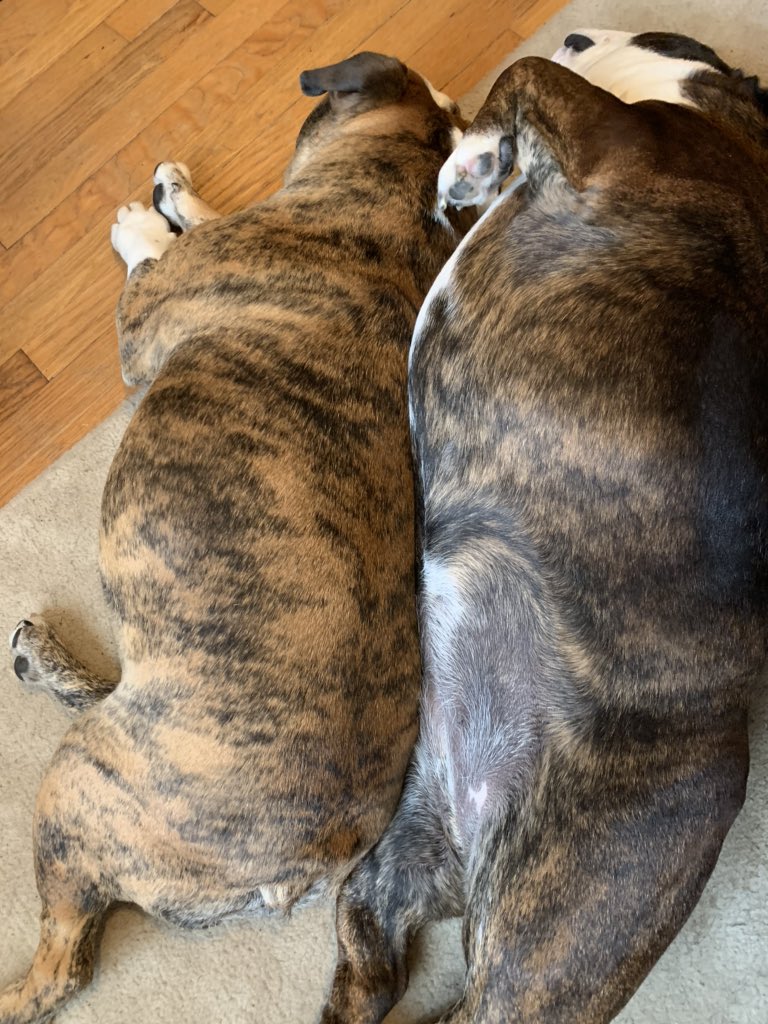 scarlettbully's tweet image. Listen, until we get real May weather, the snuggling will continue. #whyisit30degrees #whereisspring #heisgoodforsomethings