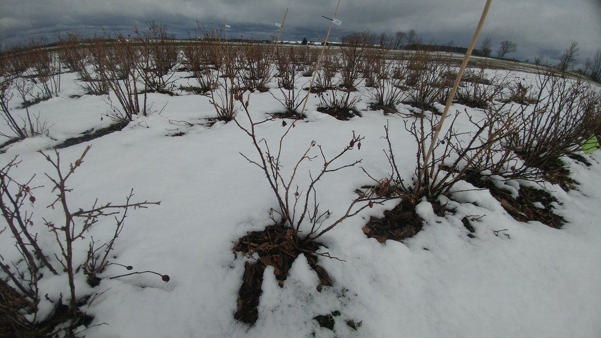 CindyRoseNBees's tweet photo. Data collect at Elora today. Spring assessment of rose cold hardiness... under the snow ❄ @vinelandrsrch @maize_canada @plantagguelph https://t.co/9tNYz7Xa3r