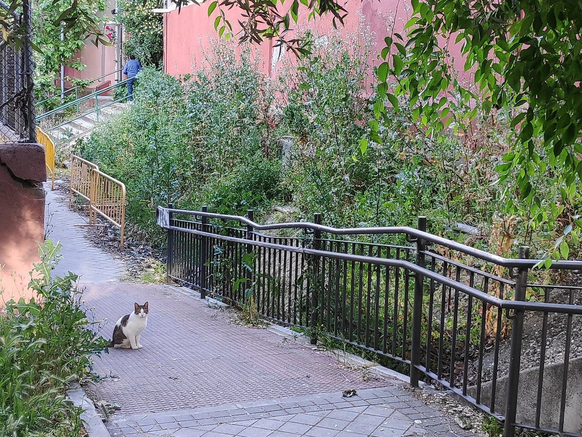 Irene Ordoñez tweet media