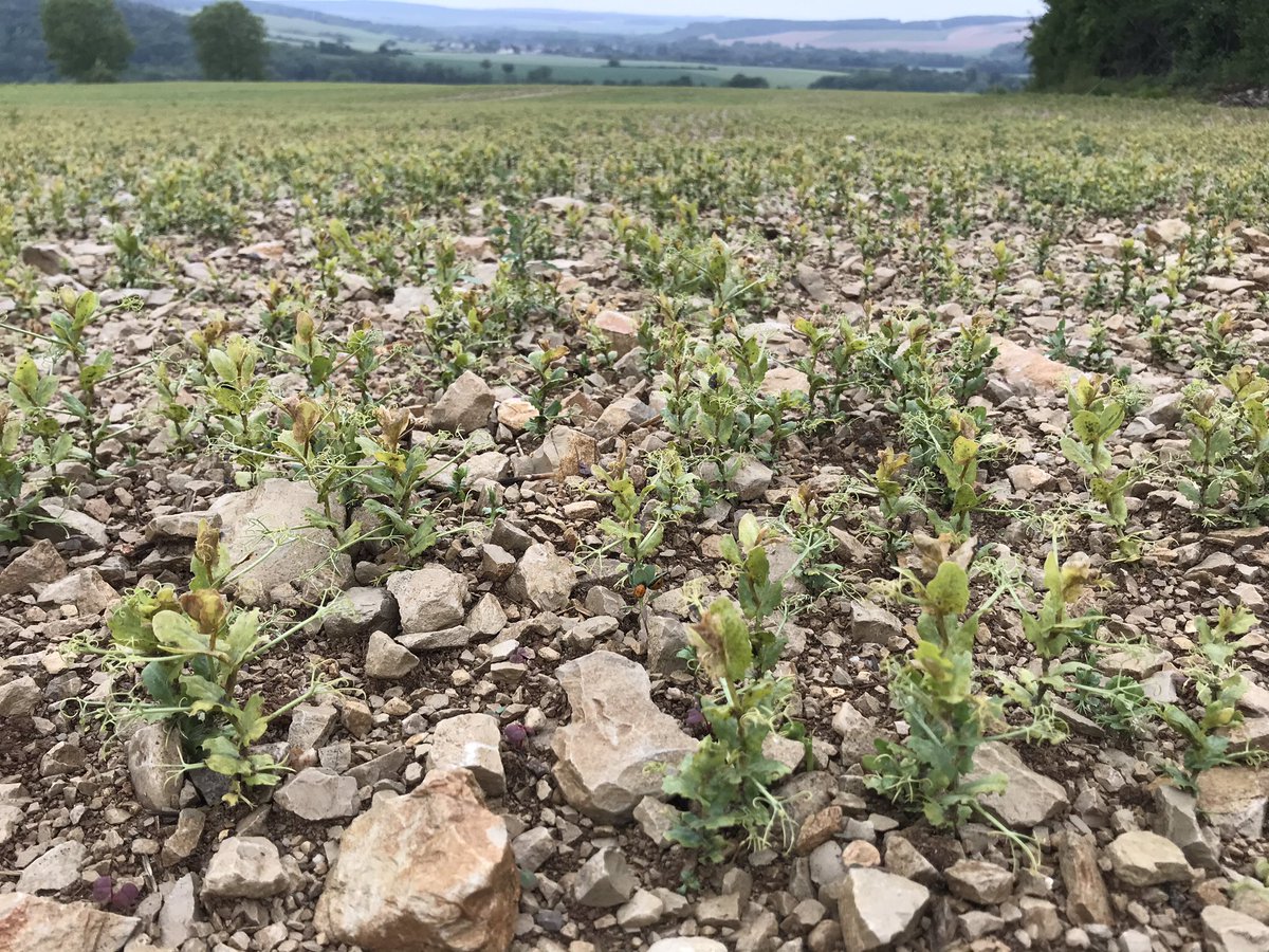 BONNIN1402's tweet image. Je crains malheureusement que nos #pois paient un lourd tribut à cette présence si intense de #Pucerons pendant 51 #JoursSansPluie!
@AgathePenant @terresinovia 
#Ceuxquifontlesprotéines #Bourgogne